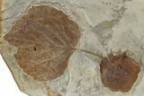 Wide Plate with Two Fossil Leaves (Two Species) - Montana #305987-2